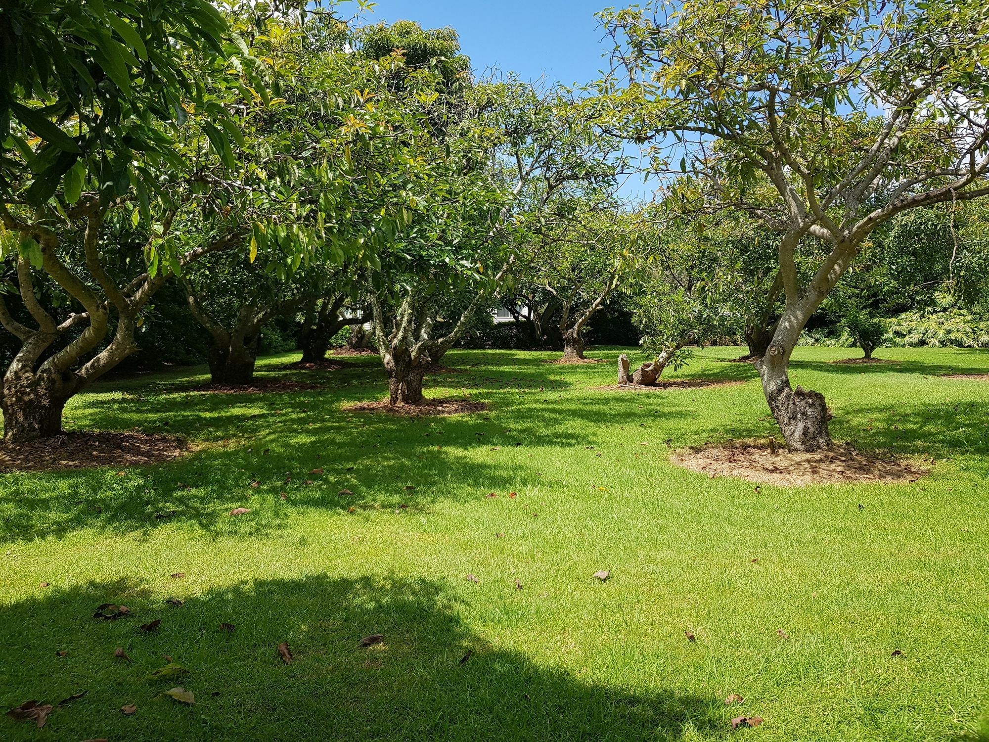 Camelot Boutique Accommodation Mount Tamborine Bagian luar foto